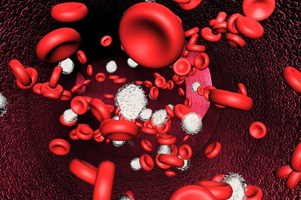 Röda blodkroppar behöver järn i hemoglobin