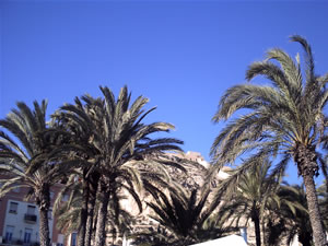 Alicante Spanien Palmträd