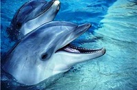Delfiner är diplomatiska i samspelet med varandra