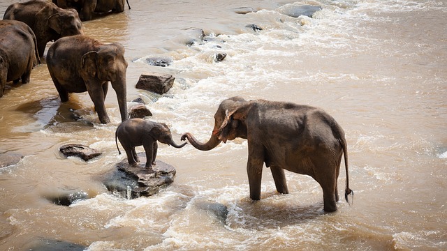 Banbrytande forskning bevisar att elefanter har specifika "namn" för varandra
