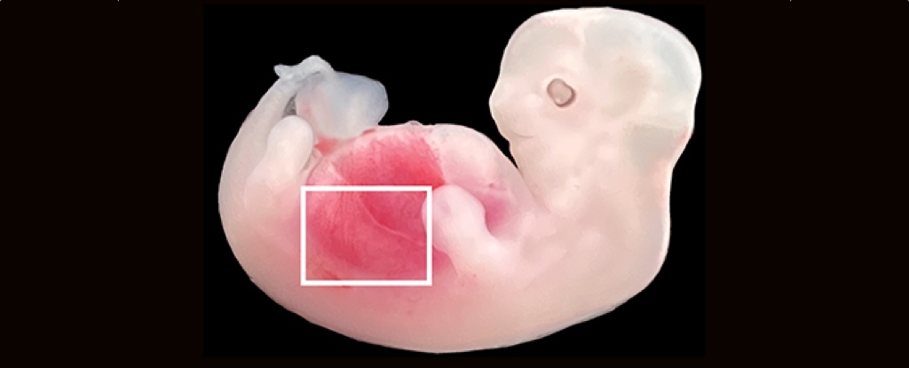 Gris-människonjurar odlas i grisembryon i experiment