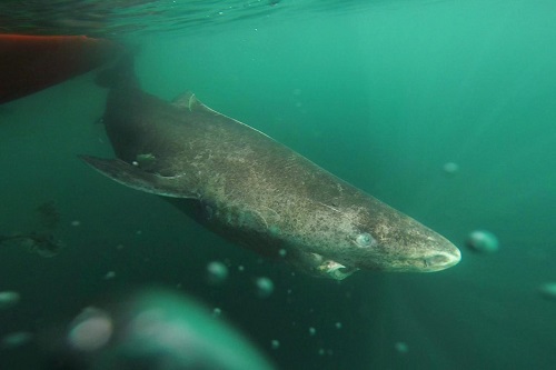 Ryggradsdjuret som lever längst är hajen från Grönland: Livslängd 400 år