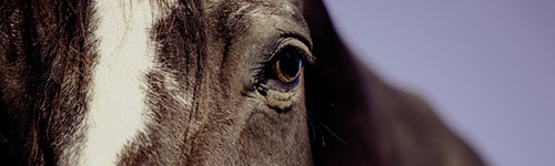Hästar kan läsa av mänskliga känslor, visar ny Sussex forskning 