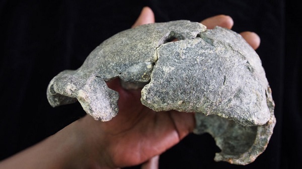 Nya fossil visar att homo erectus tillverkade flera olika typer av stenredskap