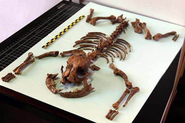 Arkeologiskt fynd visar att man för 2000 år sedan hade knähundar som husdjur