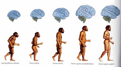 Människans evolution
