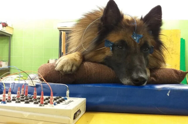 Bild: Faktisk bild på hund i studien som anslutits till enhet för mätning av hjärnvågor.