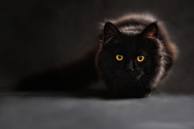 Genetiska studier avslöjar var någonstans katter domesticerades för första gången 
