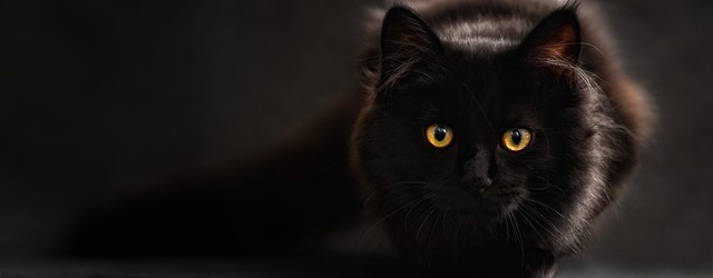 Genetiska studier avslöjar var någonstans katter domesticerades för första gången