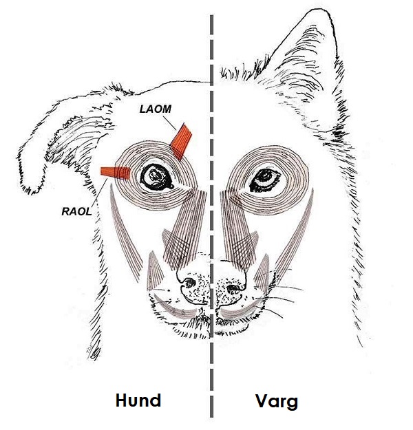Speciell muskel bakom hundarnas ”hundvalpsögon”