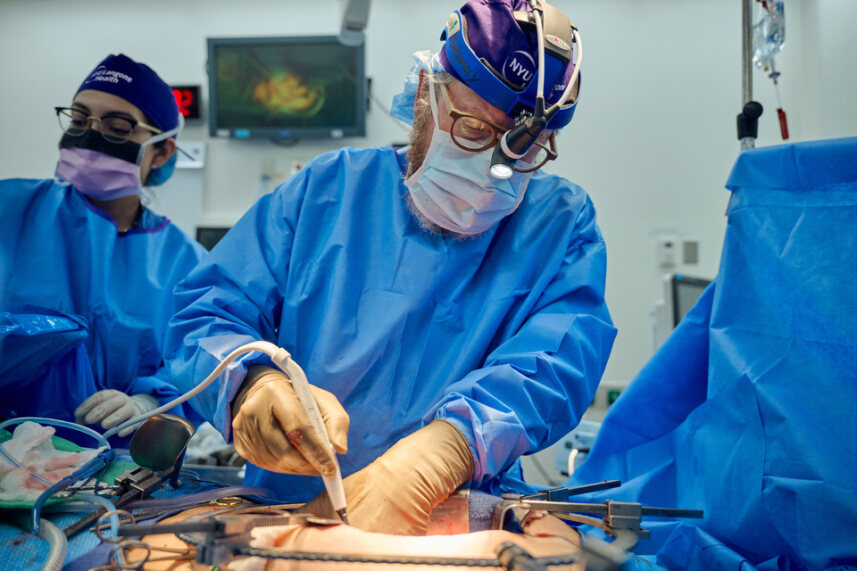 Kirurger vid NYU Langone Health har transplanterat en genetisk modifierad grisnjure som efter 32 dagar fortsätter att fungera väl. 
